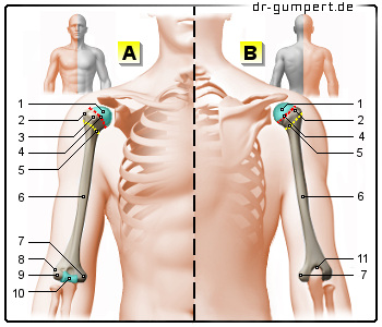 Schematische Darstellung des Oberarmknochens