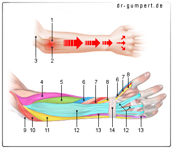 Schematische Darstellung eines Tennisarms