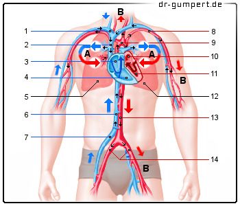 Schematische Darstellung des Blutkreislaufs des Menschen