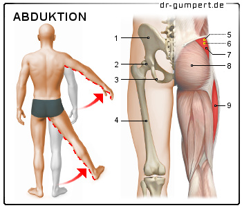 Schematische Darstellung der Abduktoren