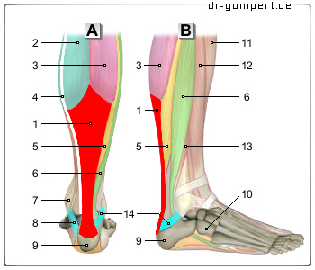 Schematische Darstellung der menschlichen Achillessehne