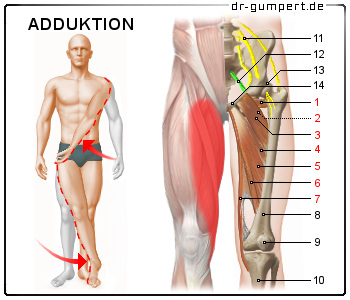 Schematische Darstellung der Adduktoren