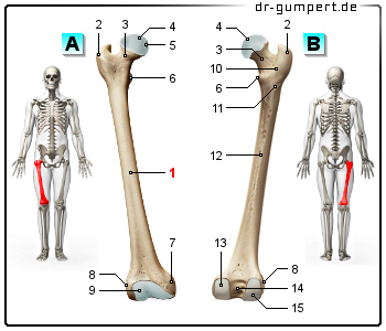Schematische Darstellung des Oberschenkelknochens