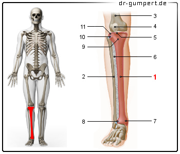 Schematische Darstellung des Schienbeins