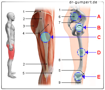 Schematische Darstellung Schmerzen am äußeren Oberschenkel