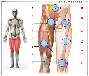 Schematische Darstellung Schmerzen am vorderen Oberschenkel