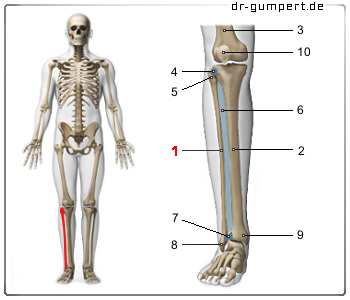 Schematische Darstellung des Wadenbeins