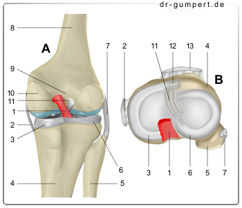 Schematische Darstellung des hinteren Kreuzbandes