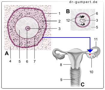 Schematische Darstellung einer Eizelle