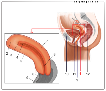 Schematische Darstellung der Gebärmutter