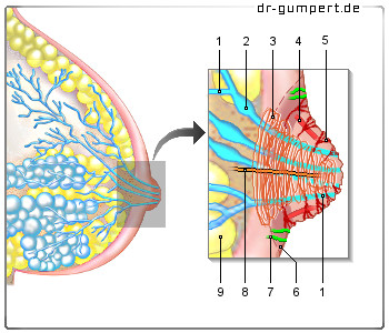 Schematische Darstellung einer Brustwarze