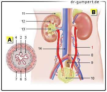 Schematische Darstellung des Harnleiters