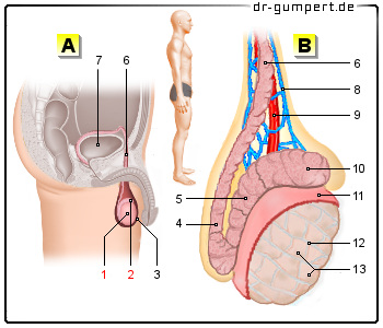 Schematische Darstellung von Hoden und Nebenhoden