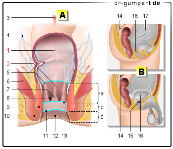 Schematische Darstellung des Mastdarms