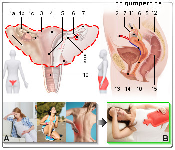 Schematische Darstellung der Mutterbänder