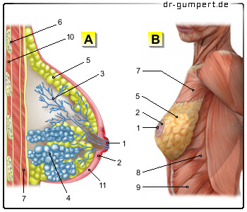 Schematische Darstellung der Weiblichen Brust