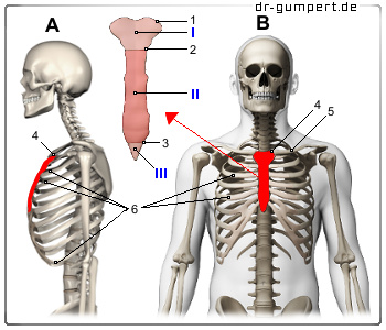 Schematische Darstellung des Brustbeins