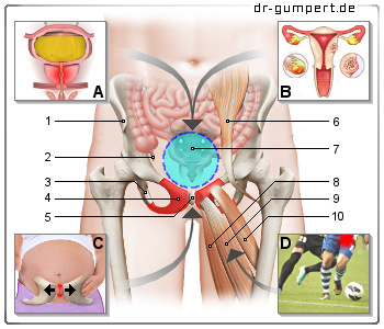 Schematische Darstellung Schmerzen am Schambein