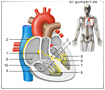 Schematische Darstellung der AV-Knoten