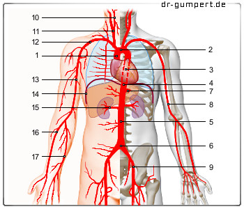 Schematische Darstellung der Aorta