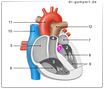 Schematische Darstellung der Aortenklappe
