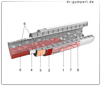 Schematische Abbildung einer Arterie