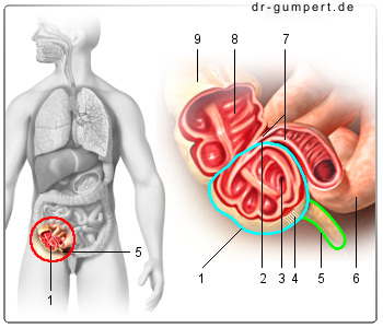 Schematische Abbildung des Blinddarms