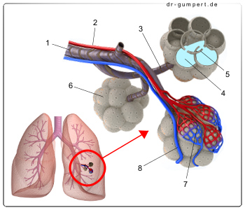 Schematische Darstellung einer Bronchiole