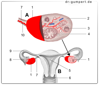 Schematische Darstellung der Eierstöcke