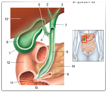 Schematische Darstellung der Gallenblase