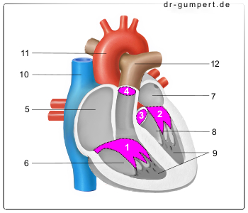 Schematische Darstellung der Herzklappen