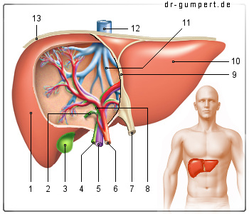 Schematische Darstellung der Leber