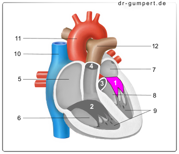 Schematische Darstellung der Mitralklappe