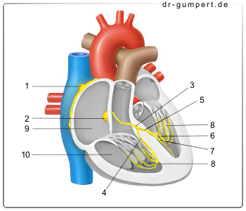 Schematische Darstellung des Sinusknotens