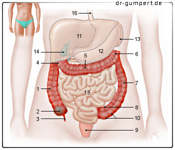 Schematische Darstellung des Dickdarms