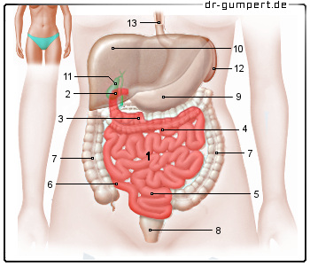 Schematische Darstellung des Dünndarms