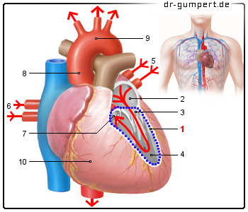 Schematische Darstellung der linken Herzkammer