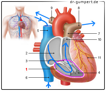 Schematische Darstellung der rechten Herzkammer