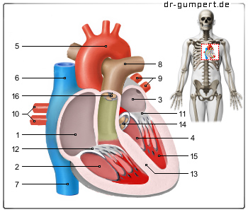 Schematische Darstellung des Herzes