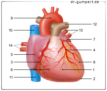 Schematische Darstellung des Herzbeutels