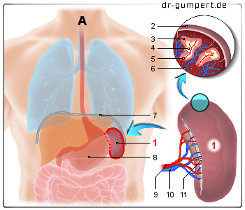 Schematische Darstellung der Milz