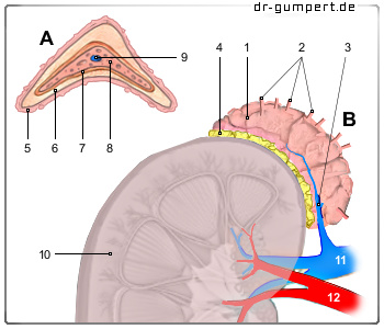 Schematische Darstellung der Nebnniere