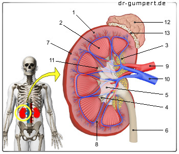 Schematische Darstellung der Niere