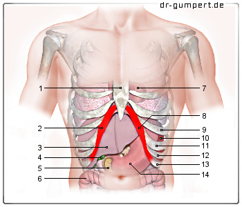 Rechten der stechen leber unter brust Stechen in