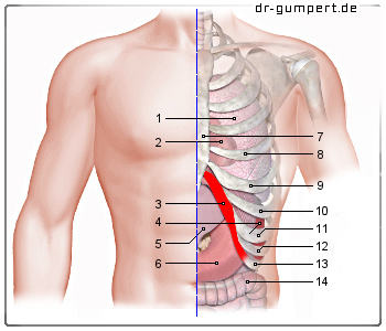 schmerzen rücken unter rippen links - www.listaso.com.
