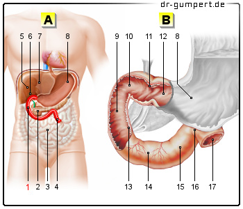 Schematische Darstellung des Zwölffingerdarms