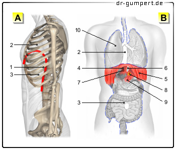 Schematische Darstellung des Zwerchfells