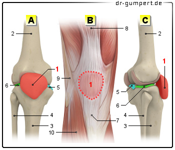 Abbildung der Kniescheibe