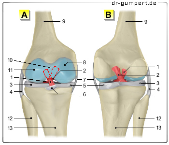 Schematische Darstellung des Kreuzbandes