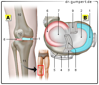 Schematische Darstellung des Meniskus